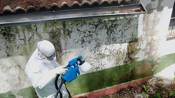 Top rated local Mold Remediation specialists in Trappe, MD